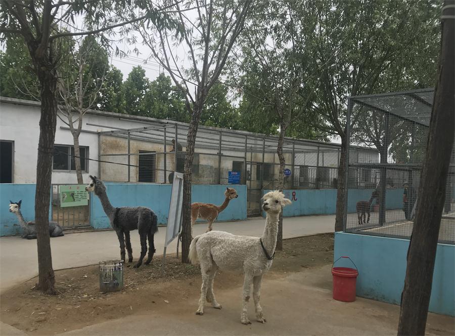 天鵝湖風(fēng)景區(qū)（泰山）速覽！(圖4)