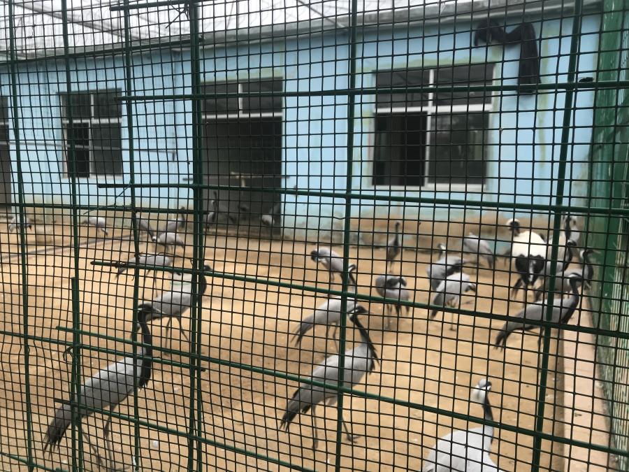 天鵝湖風(fēng)景區(qū)（泰山）速覽！(圖5)