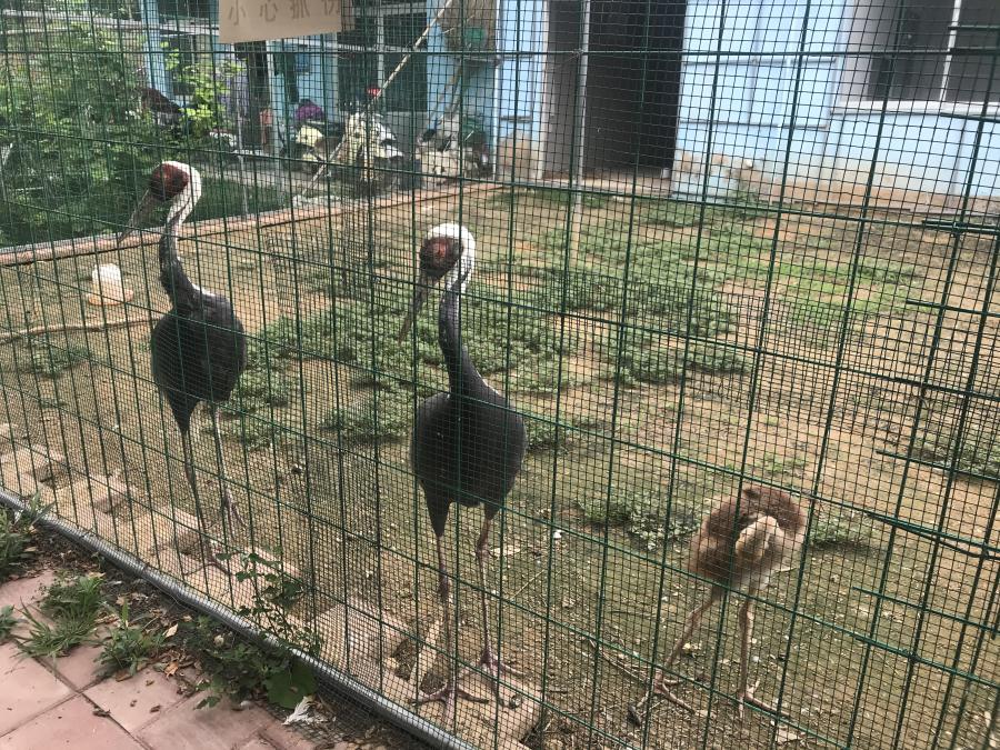 天鵝湖風(fēng)景區(qū)（泰山）速覽！(圖6)