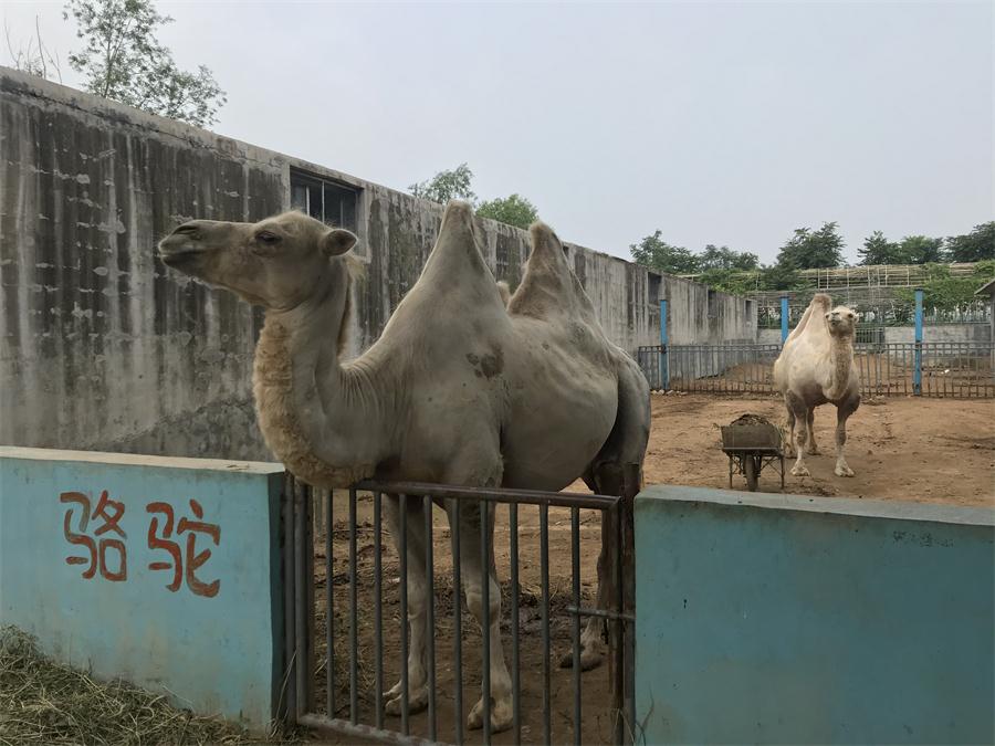 天鵝湖風(fēng)景區(qū)（泰山）速覽！(圖8)