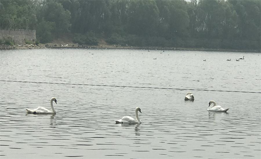 天鵝湖風(fēng)景區(qū)（泰山）速覽！(圖18)