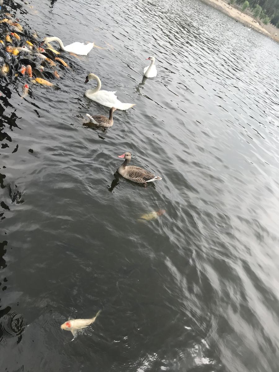 天鵝湖風(fēng)景區(qū)（泰山）速覽！(圖17)